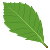 �R�i���̗t����
