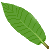 �N�k�M�̗t����